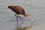 White-faced Ibis